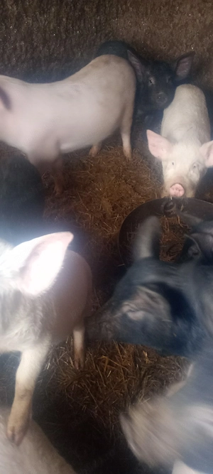 vând porci  - imagine 2