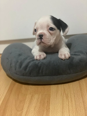 Căutam casuță nouă - imagine 4