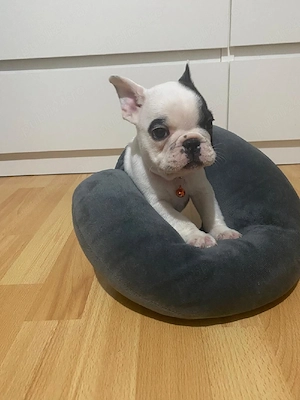 Căutam casuță nouă - imagine 5