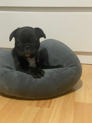 Căutam casuță nouă - imagine 2