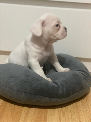 Căutam casuță nouă - imagine 3