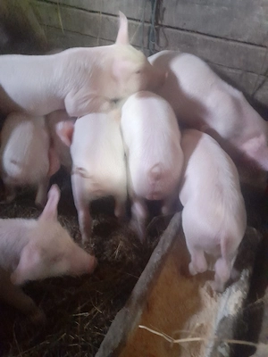 Purcei 7saptamani  - imagine 4