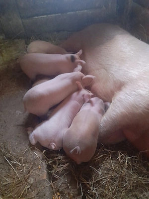 Purcei 7saptamani  - imagine 2