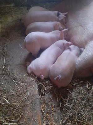 Purcei 7saptamani  - imagine 3