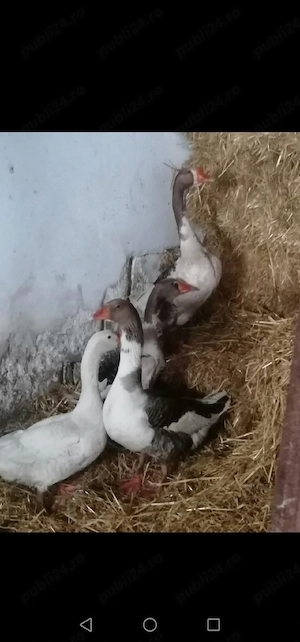 Vând sau schimb  - imagine 2