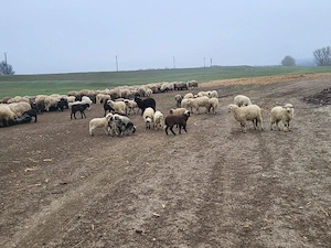 Miei de vanzare 25lei kg in viu sau 35 lei kg taiat