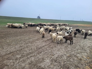 Miei de vanzare 25lei kg in viu sau 35 lei kg taiat - imagine 2