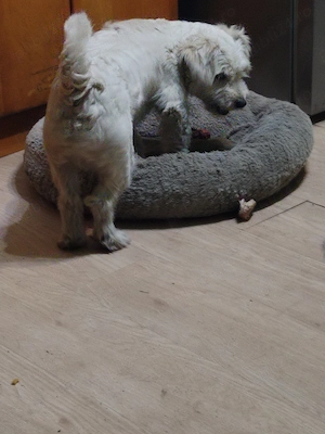 Mascul bichon maltez