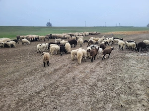 Miei de vanzare 25lei kg in viu sau 35 lei kg taiat - imagine 3