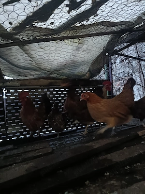 De vânzare găinușe și cocoșei piticii 80 Ron perechea  - imagine 3