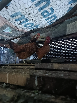 De vânzare găinușe și cocoșei piticii 80 Ron perechea  - imagine 5