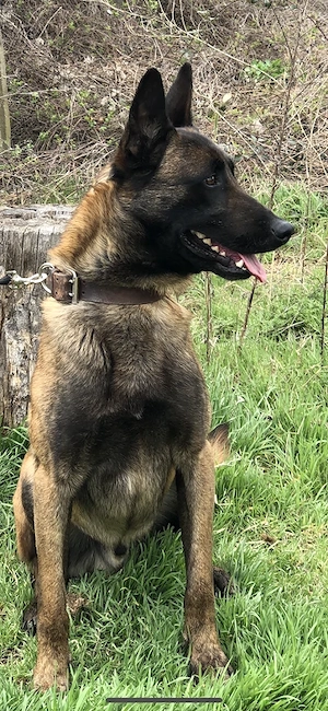 ciobanesc belgian malinois