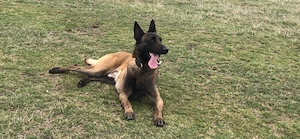 ciobanesc belgian malinois - imagine 2