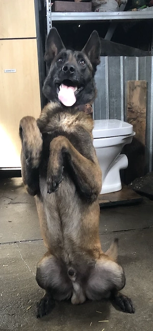 ciobanesc belgian malinois - imagine 5