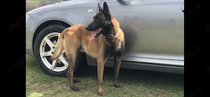 ciobanesc belgian malinois - imagine 4