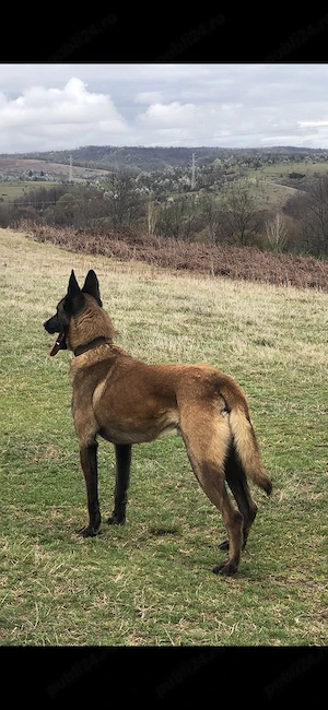 ciobanesc belgian malinois - imagine 3