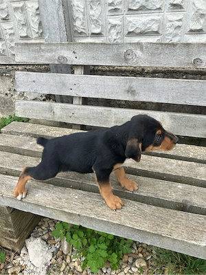 Cațelușa  jagdterrier - imagine 2