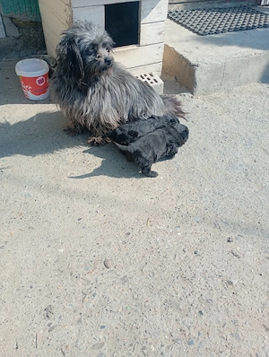 căței bichon havanez de vânzare  - imagine 4