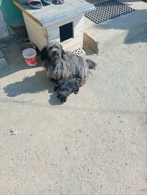 căței bichon havanez de vânzare  - imagine 2