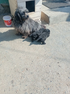 căței bichon havanez de vânzare  - imagine 3