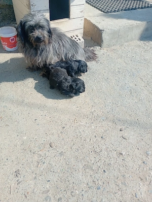 căței bichon havanez de vânzare 