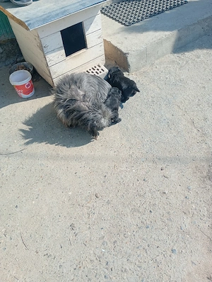 căței bichon havanez de vânzare  - imagine 5