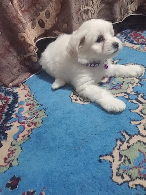 Caută casă  - imagine 2