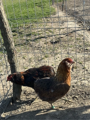 Familie araucana - imagine 3