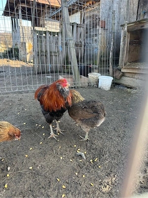 Familie araucana - imagine 2