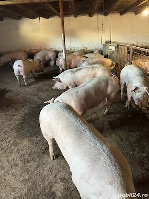 porci de carne crescuți natural la țară avem greutăți cuprinse intre 120-150