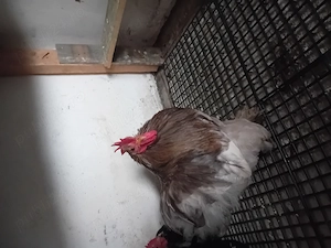 Vând Cocoș Cochinchina Pitic 