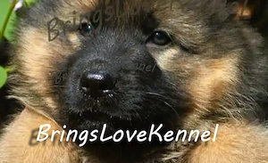 Vand Ciobanesc German pedigree tip A