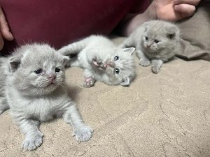 Băieței British Shorhair 