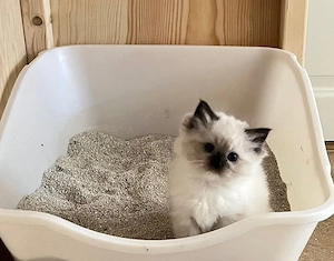 ragdoll asiguram transport!!!