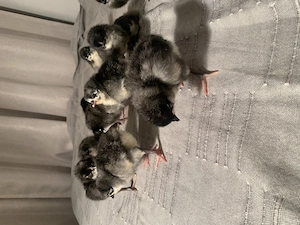 Vand pui Australorp negru si albastru - imagine 4