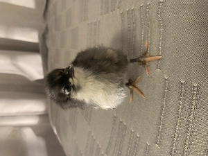 Vand pui Australorp negru si albastru