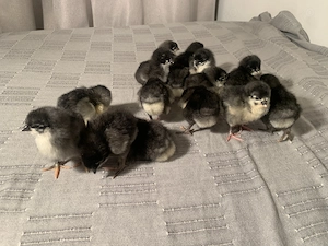 Vand pui Australorp negru si albastru - imagine 3