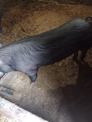 Purcică de vânzare! Rasa Pietrain, 80kg!