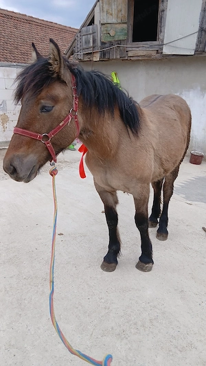 Vind minza ardeneaza 