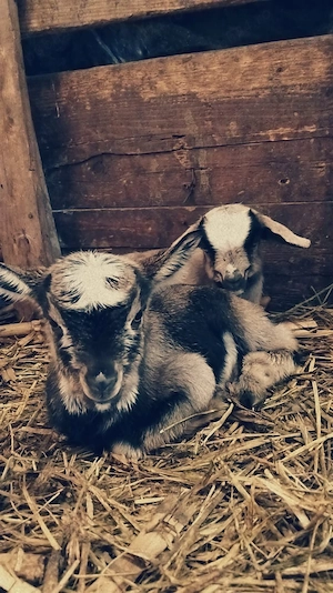 Iezi din doi de vânzare 