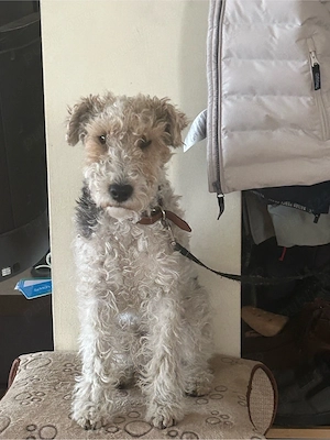 Foxterrier cu păr sârmos