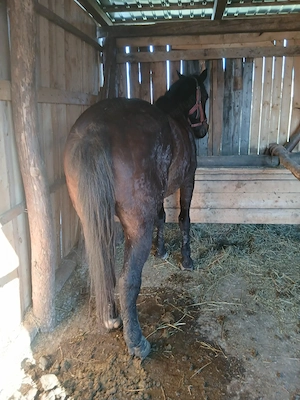 Vind cal de 7 ani  - imagine 2