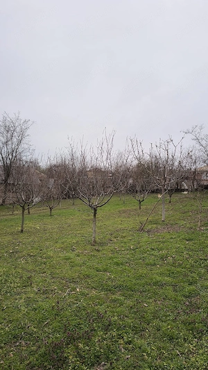 Teren 2100mp cu 2loturi de casa bătrânească de vânzare - sat Aldești, județul Galați  - imagine 4