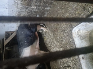 Vând porc peste 200 kg  - imagine 2