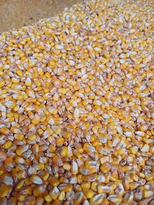 Porumb calitate buna, uscat, - imagine 1