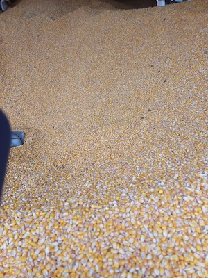 Porumb calitate buna, uscat, - imagine 2