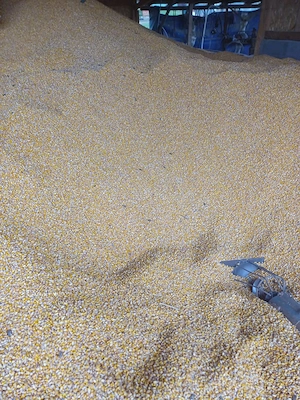 Porumb calitate buna, uscat, - imagine 4