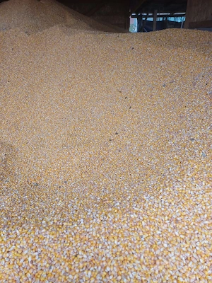 Porumb calitate buna, uscat, - imagine 5