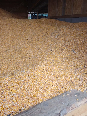 Porumb calitate buna, uscat, - imagine 3