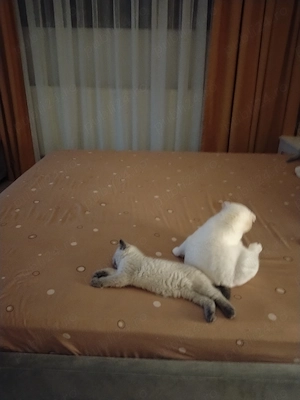 scottish straight - imagine 2